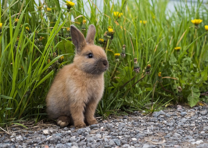 Small rabbit sitting in fresh green grass