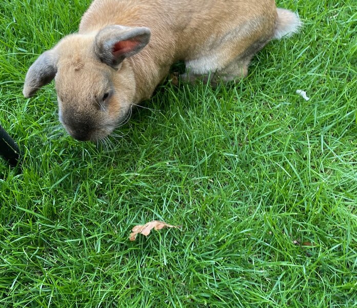 Rabbit relaxing on green grass