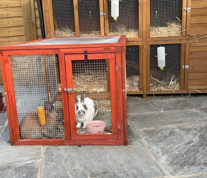 Rabbit resting inside a secure outdoor run