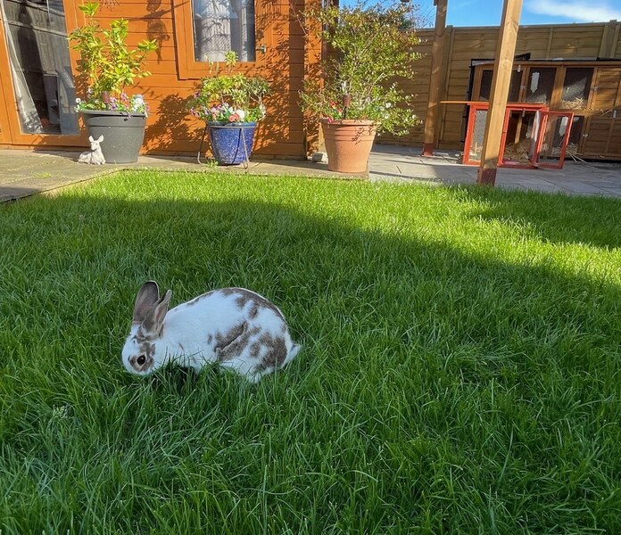Rabbit exploring the lawn in the boarding garden