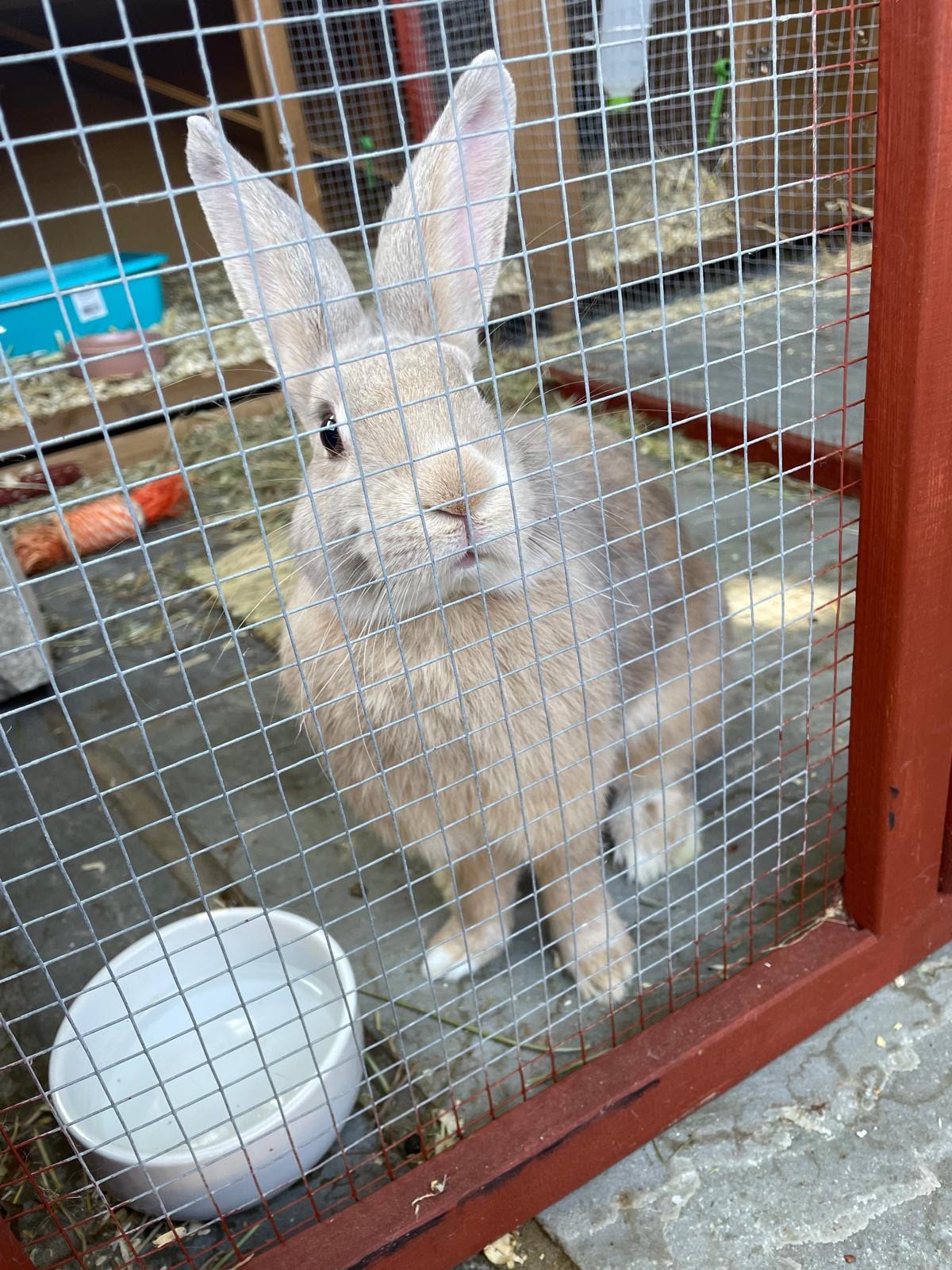 Rabbit at a secure boarding enclosure